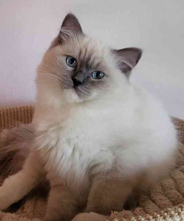 Ragdoll s PP - foto 2
