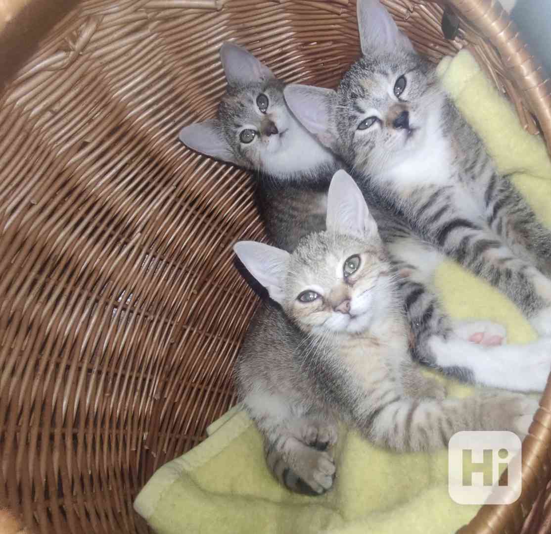 Koťata kočky domácí  - foto 1