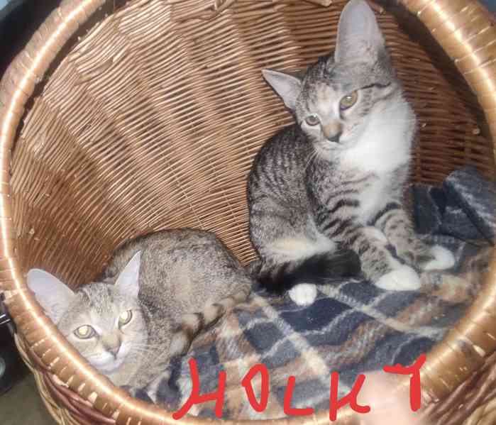 Koťata kočky domácí  - foto 2