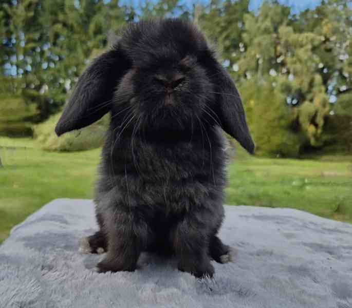 Minilop - foto 4