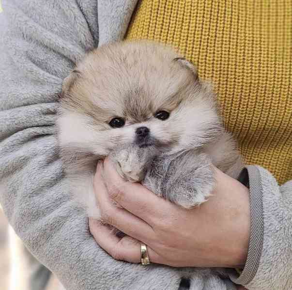 roztomilý malý šálek pomeranian štěně - foto 2