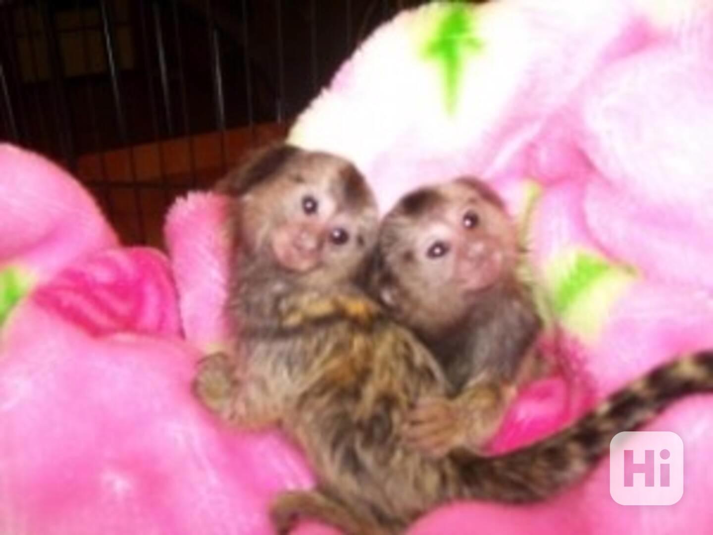 rozkošné miminko opic kapucínů, veverek a kosmanů. - foto 1