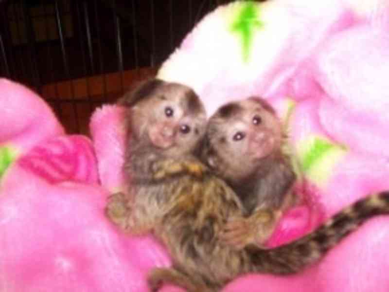 rozkošné miminko opic kapucínů, veverek a kosmanů.