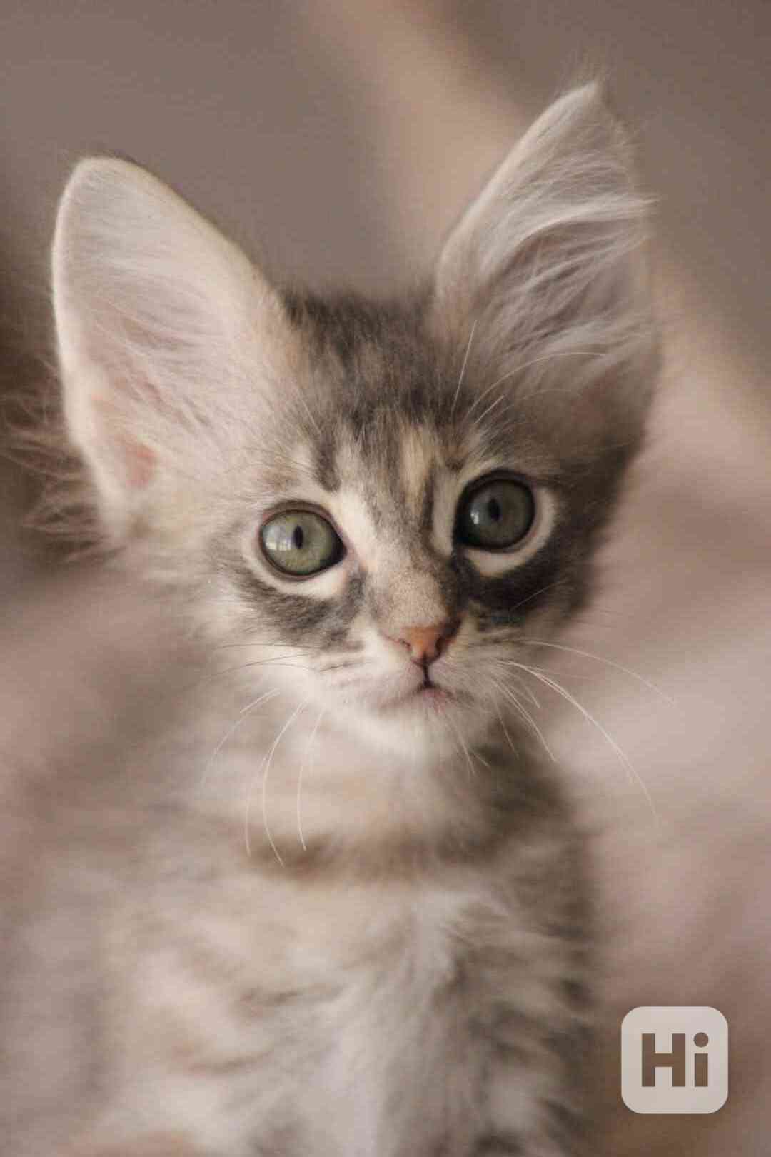 Turecká angora s PP - foto 1