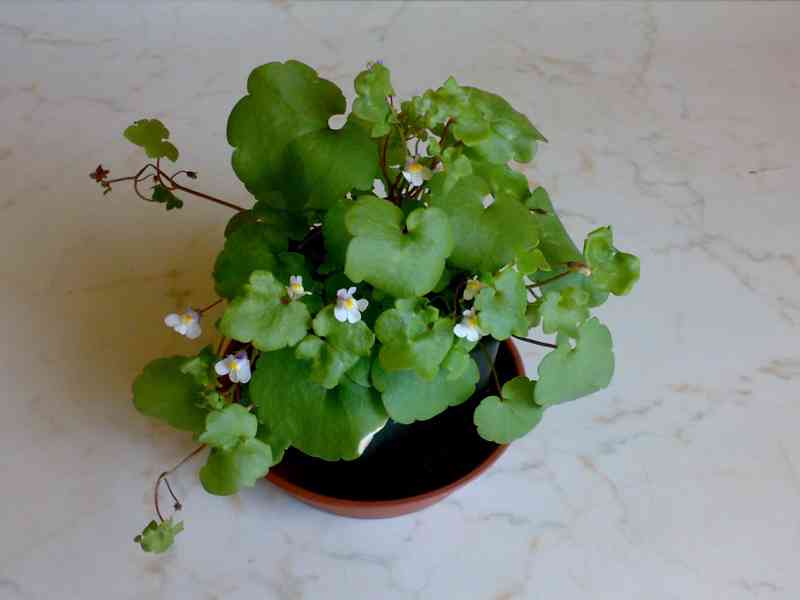 Zvěšinec zední - Cymbalaria muralis - trs - květník 7x7x7cm - foto 3