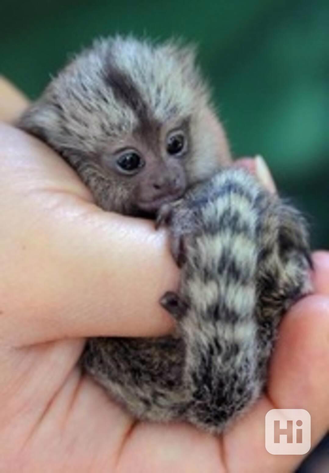 Mláďata kosmanů jsou připravena - foto 1