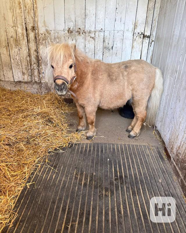 Kracker hledá svého nejlepšího přítele - foto 1