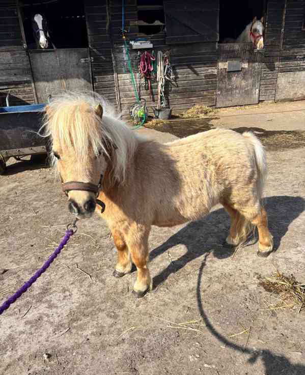 Kracker hledá svého nejlepšího přítele - foto 2