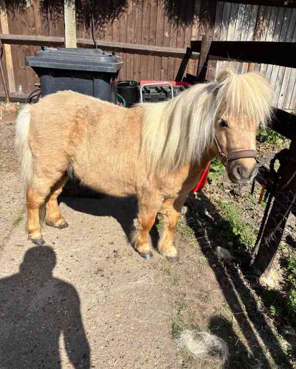 Kracker hledá svého nejlepšího přítele - foto 3