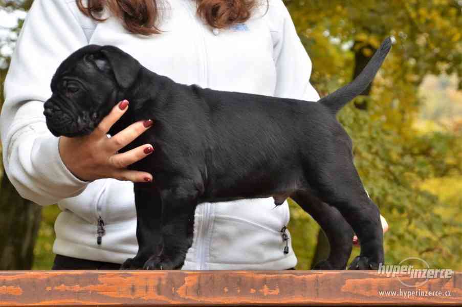 Cane corso s PP - foto 5