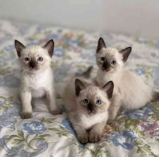 Siamská koťátka k volné adopci  - foto 2