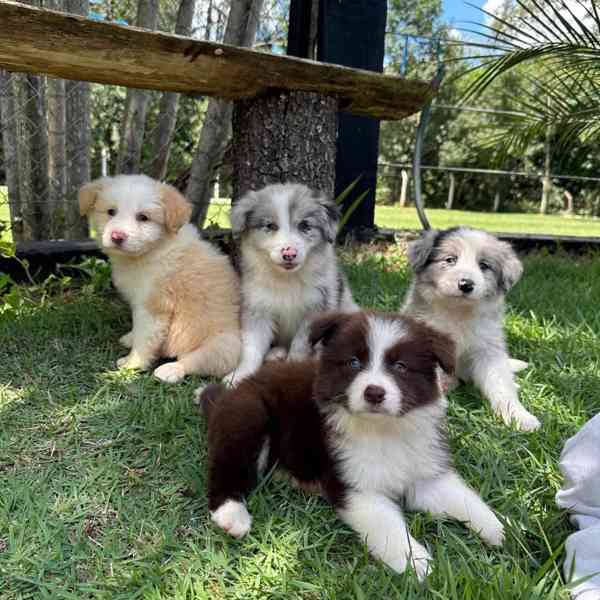 🐾 Rozkošná a úžasná štěňata border kolií na prodej 🐾 - foto 2
