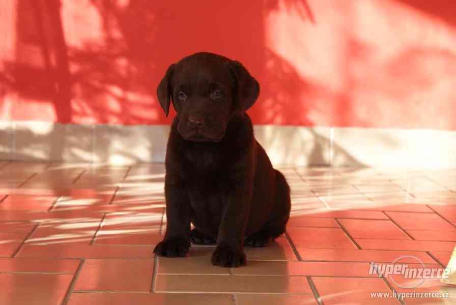 Labrador štěňata bez PP - foto 1