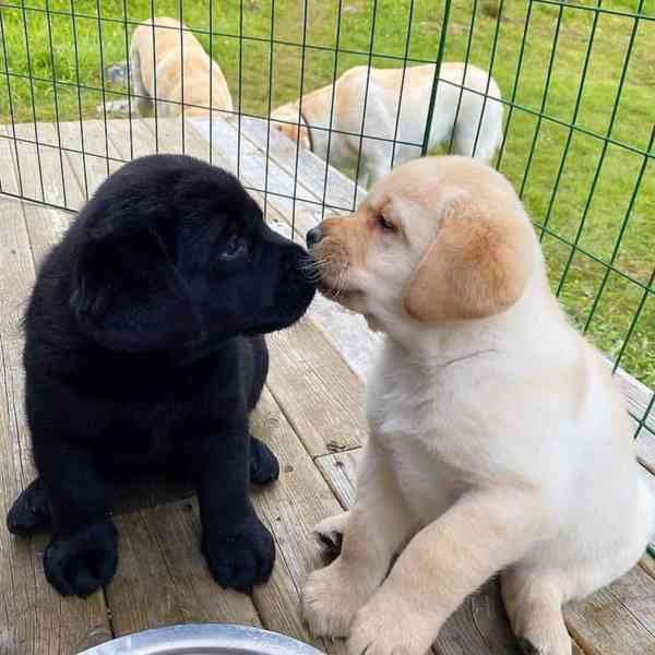  Labrador Retriever štěňata - foto 1
