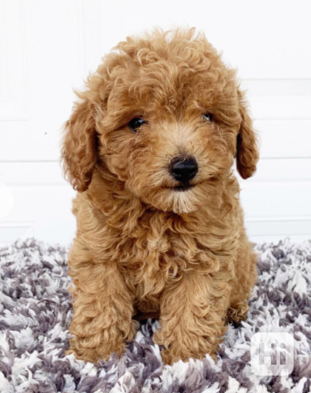 štěňata toy pudla - foto 1