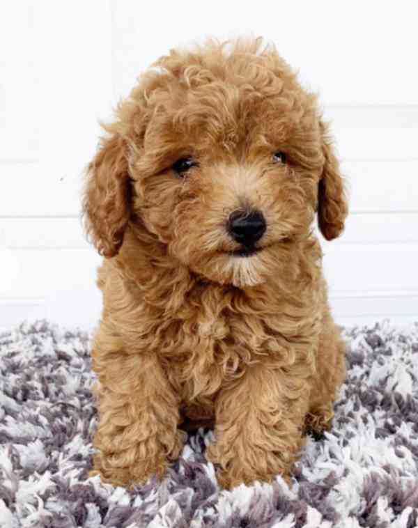 štěňata toy pudla