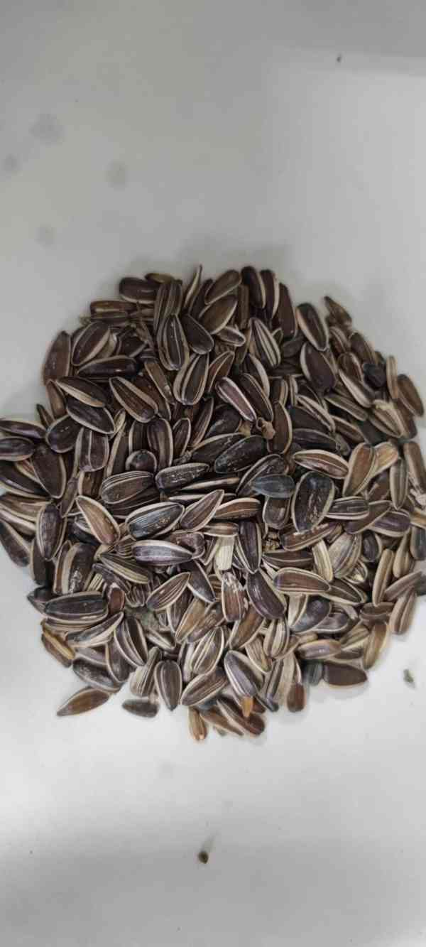 Prodám kartáč na zrno Polly.  - foto 3