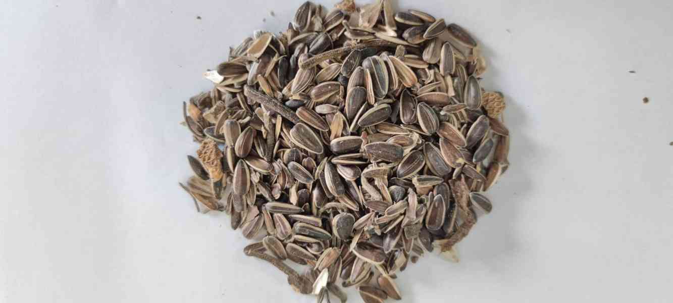 Prodám kartáč na zrno Polly.  - foto 2