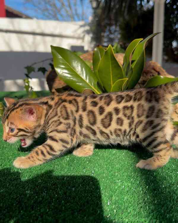 🐆 Bengálské kotě na prodej - foto 3