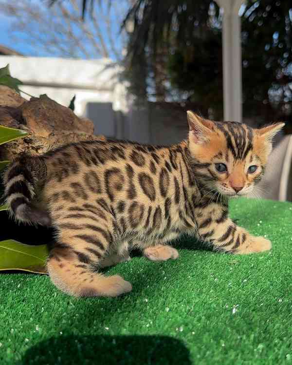 🐆 Bengálské kotě na prodej - foto 2