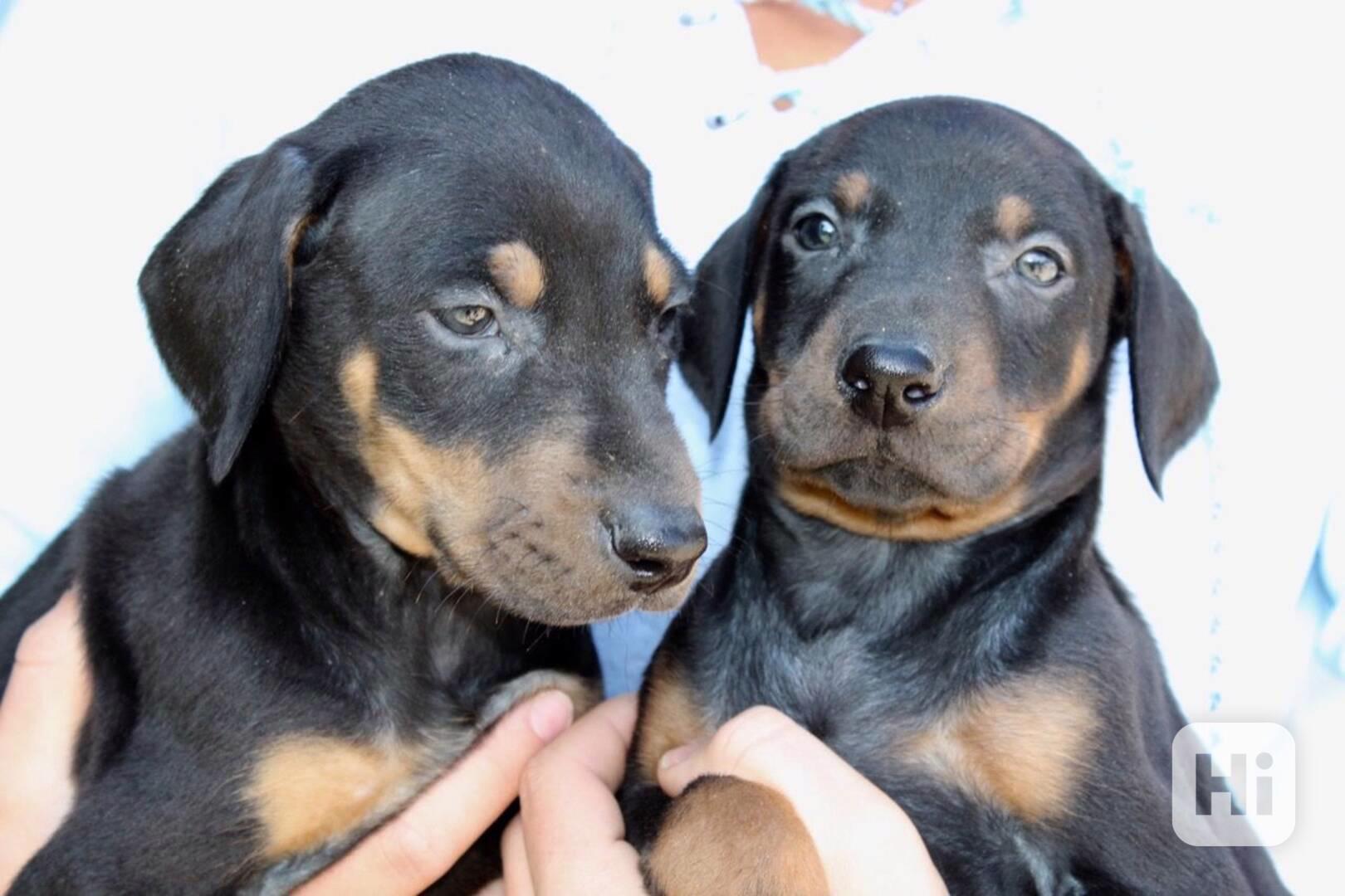 Štěňata dobermana - foto 1