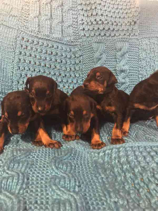 Štěňata dobermana - foto 2