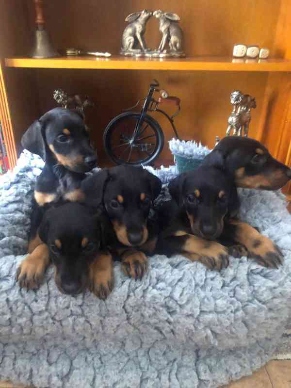 Štěňata dobermana - foto 3