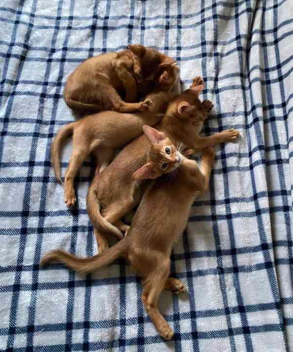 Habešská koťátka hledají nový domov navždy..... - foto 2