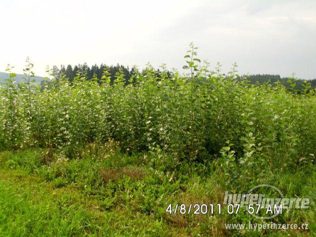 Japonský Topol - certifikovaná sadba - foto 5