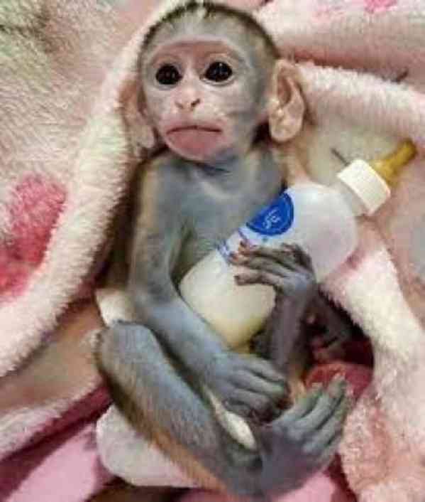Roztomilá a sladká kapucínská opice na prodej