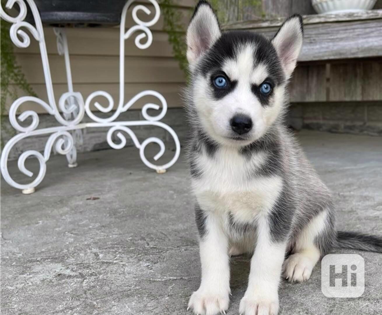 Štěňata sibiřského huskyho - foto 1