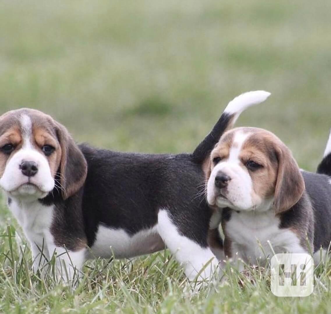 beagle - foto 1