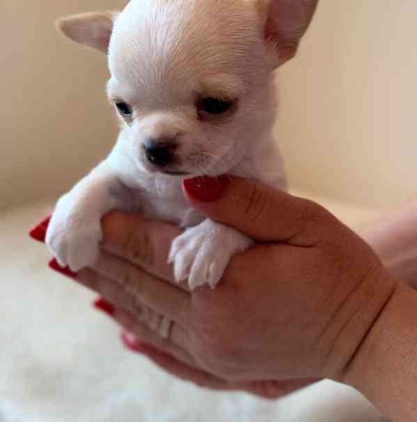 Kvalitní malá štěňata čivav - foto 1