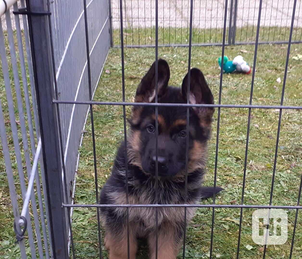 německý ovčák - foto 1