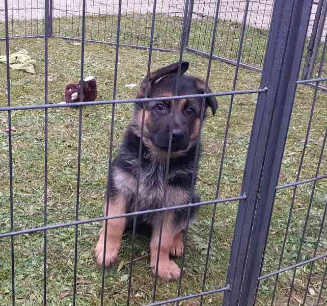 německý ovčák - foto 2