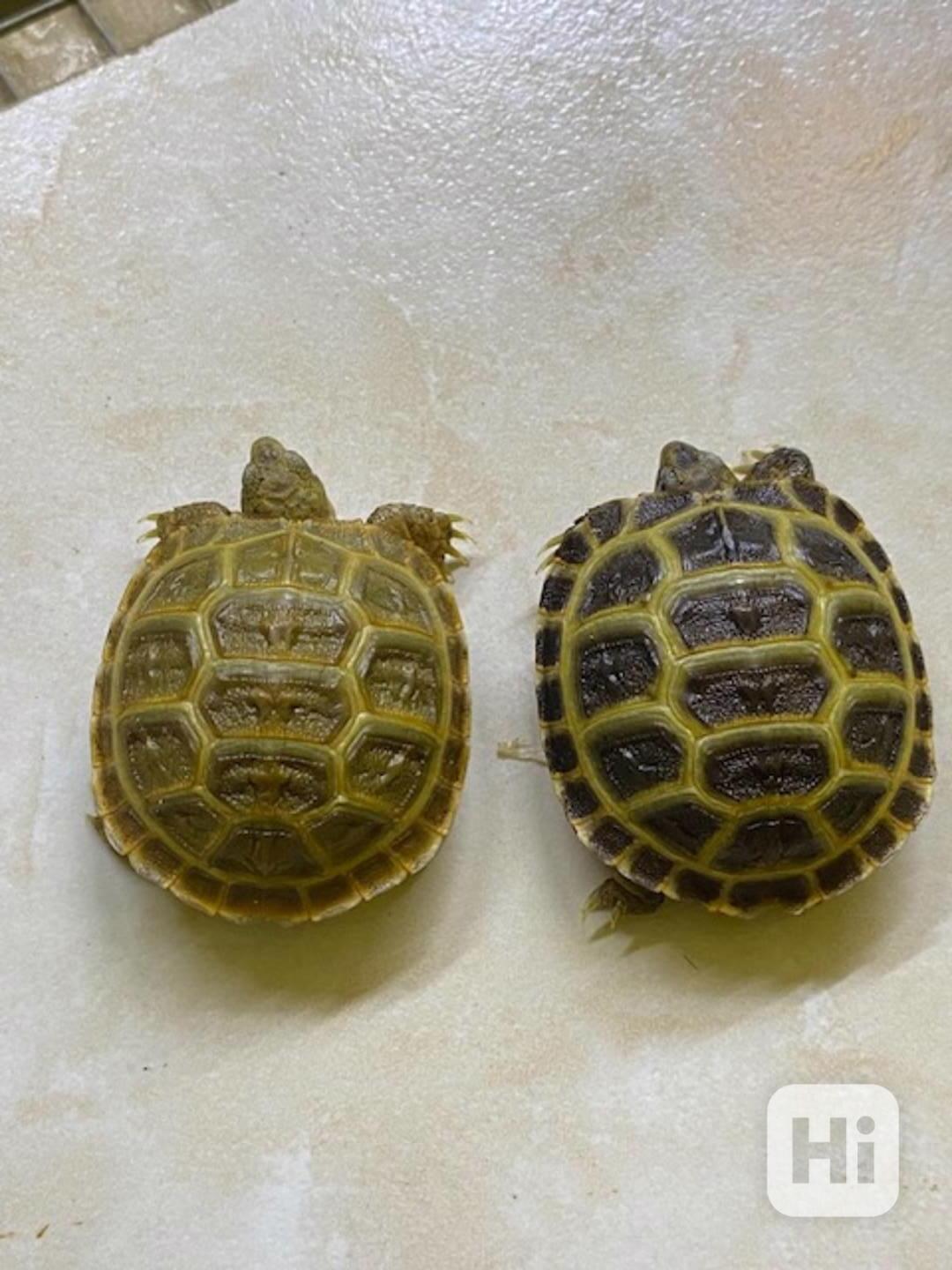 Prodám mláďata suchozemských želv, rozená 2023.  - foto 1