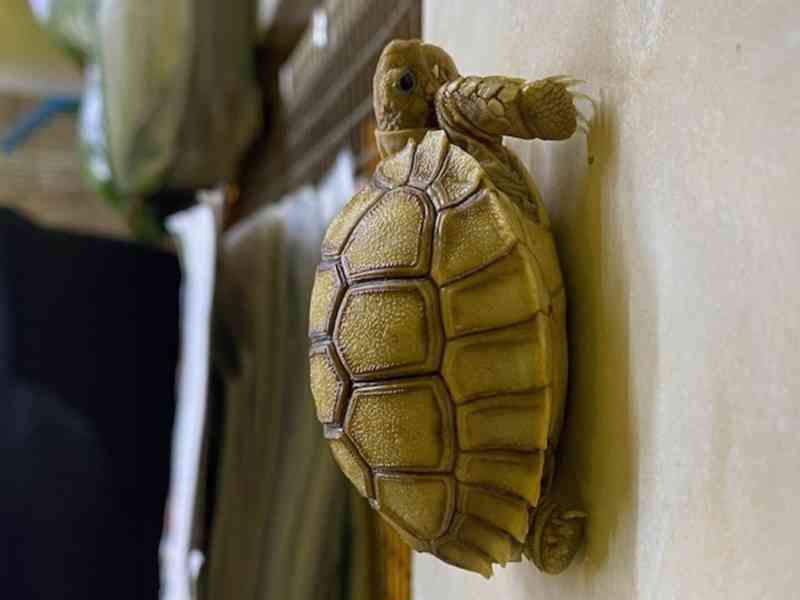 Prodám mláďata suchozemských želv, rozená 2023.  - foto 3