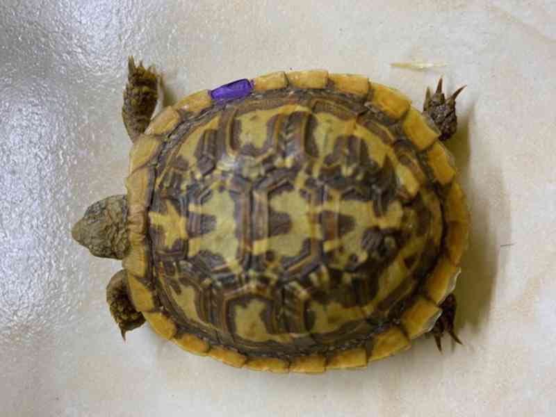 Prodám mláďata suchozemských želv, rozená 2023.  - foto 5