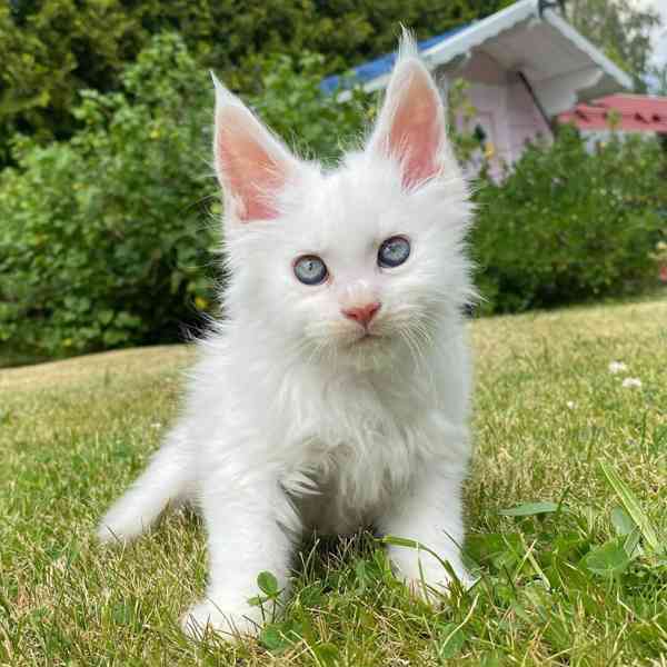 Kittens ready for new homes now.