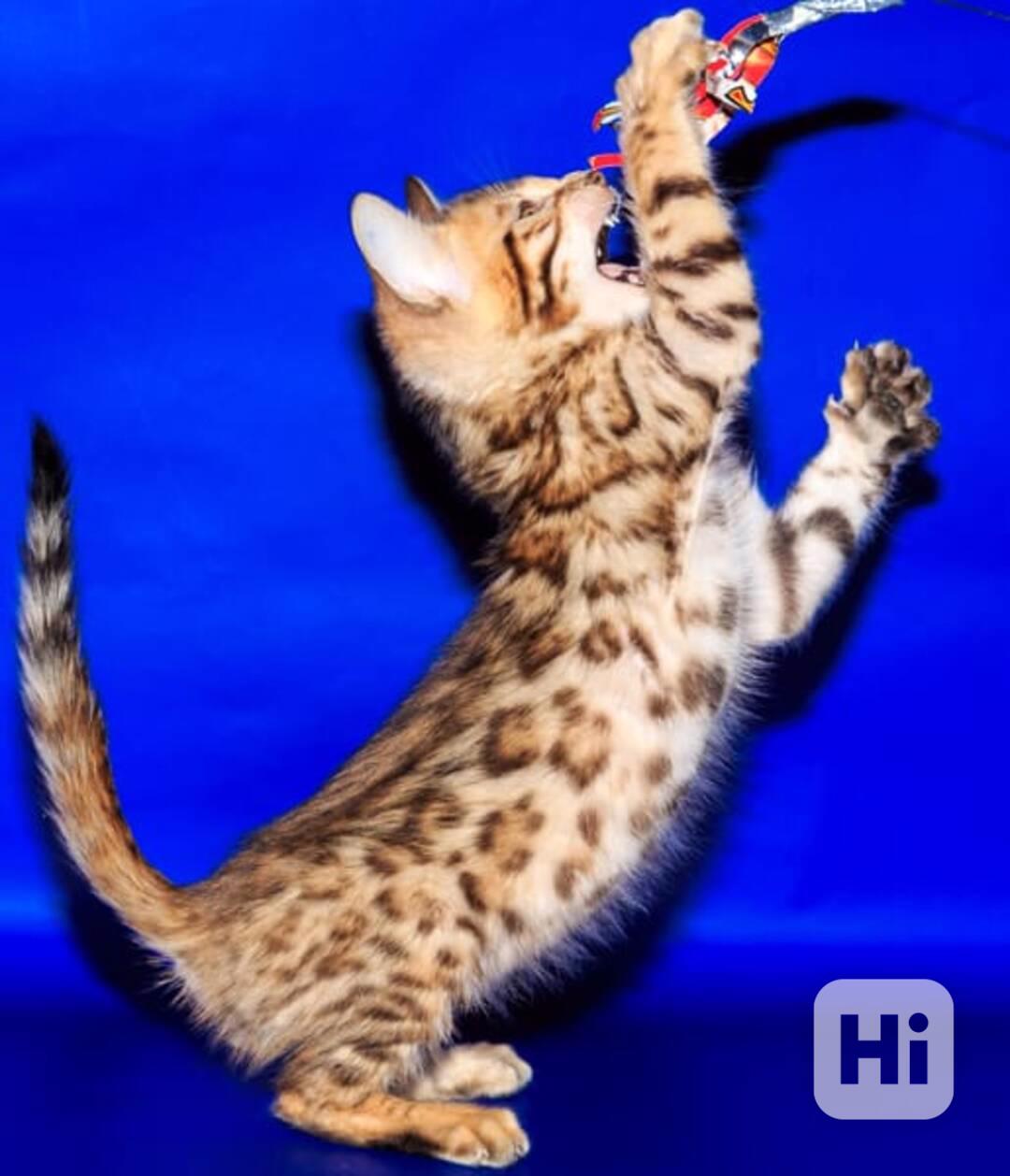 Roztomilá bengálská koťátka k dispozici - foto 1