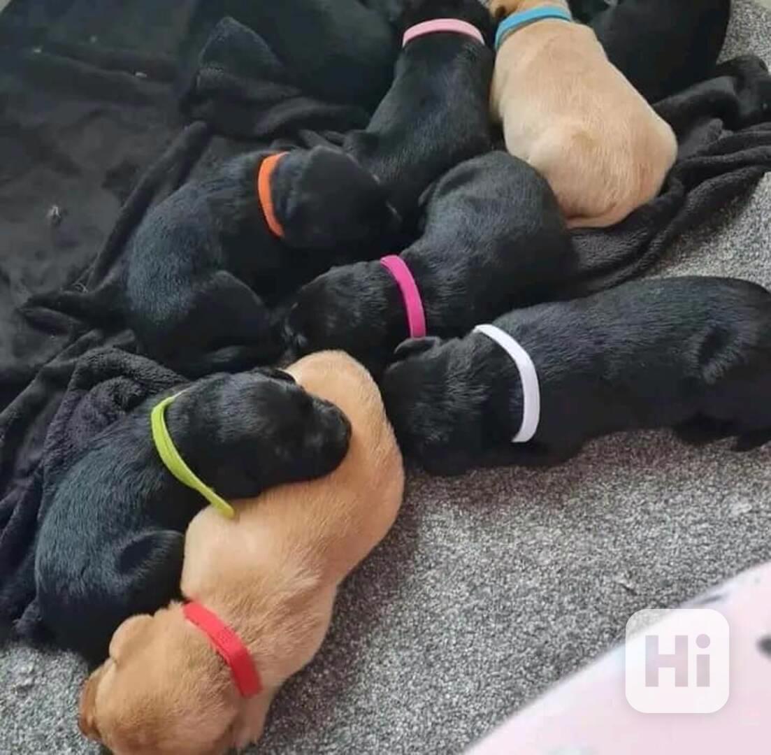 Labradorský retriever - štenátka - foto 1