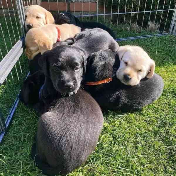 Labradorský retriever - štenátka - foto 2