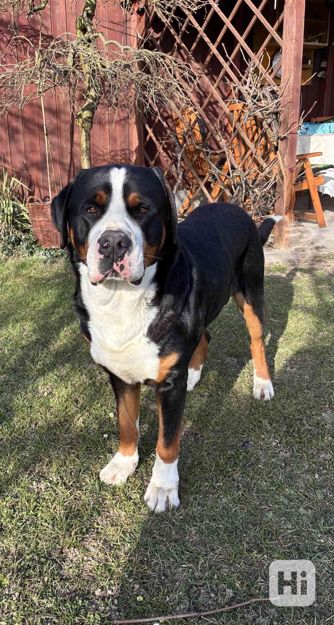 Velký švýcarský salašnický pes ke krytí s PP - foto 1