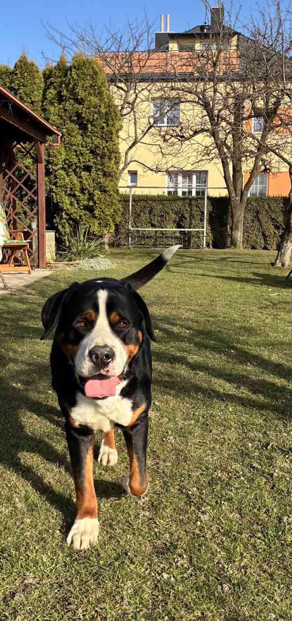 Velký švýcarský salašnický pes ke krytí s PP - foto 4