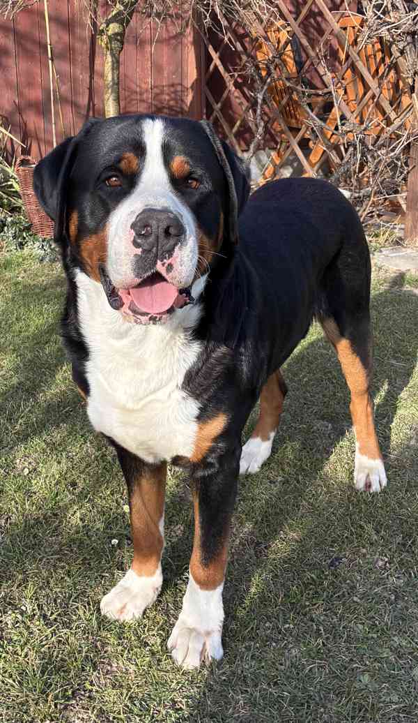 Velký švýcarský salašnický pes ke krytí s PP - foto 2