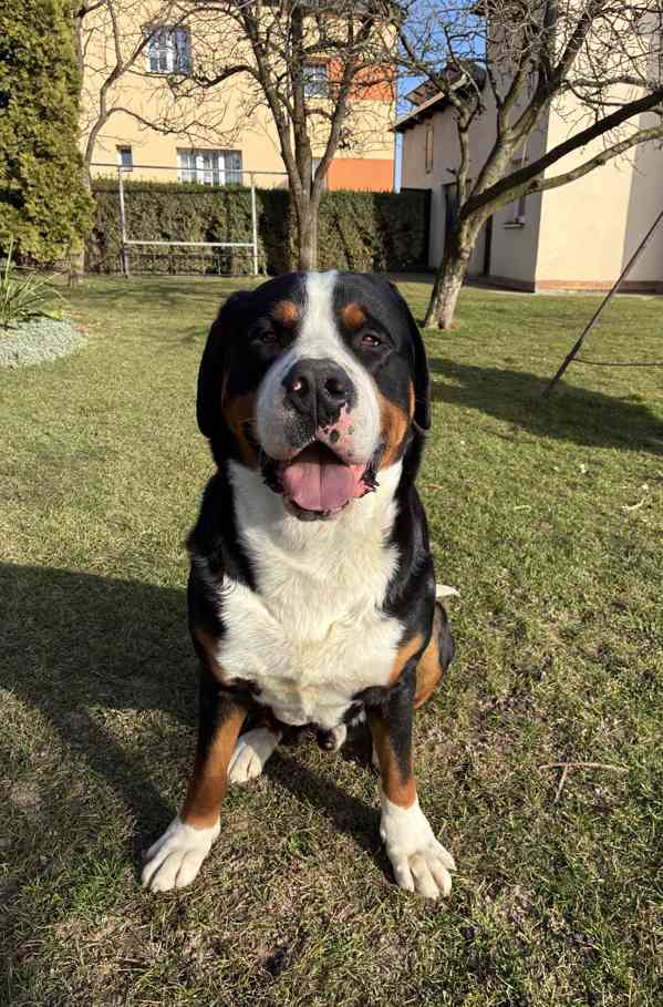 Velký švýcarský salašnický pes ke krytí s PP - foto 5