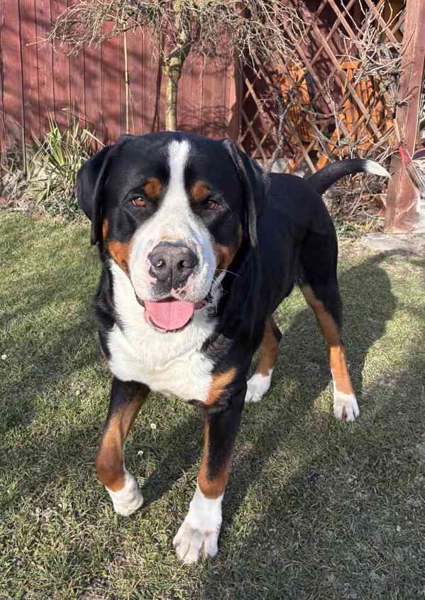 Velký švýcarský salašnický pes ke krytí s PP - foto 3