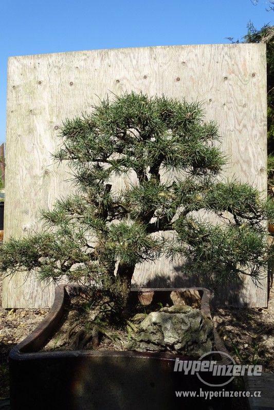 bonsaje na prodej - foto 9