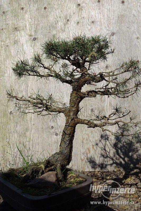 bonsaje na prodej - foto 15