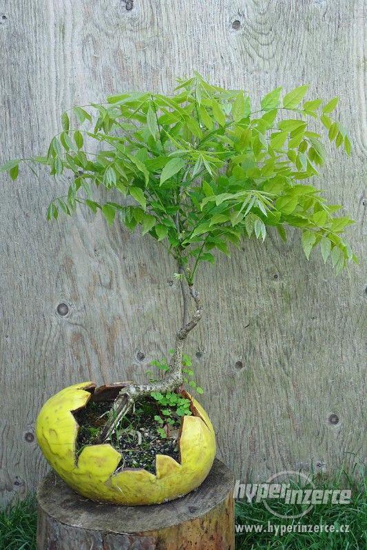 bonsaje na prodej - foto 19